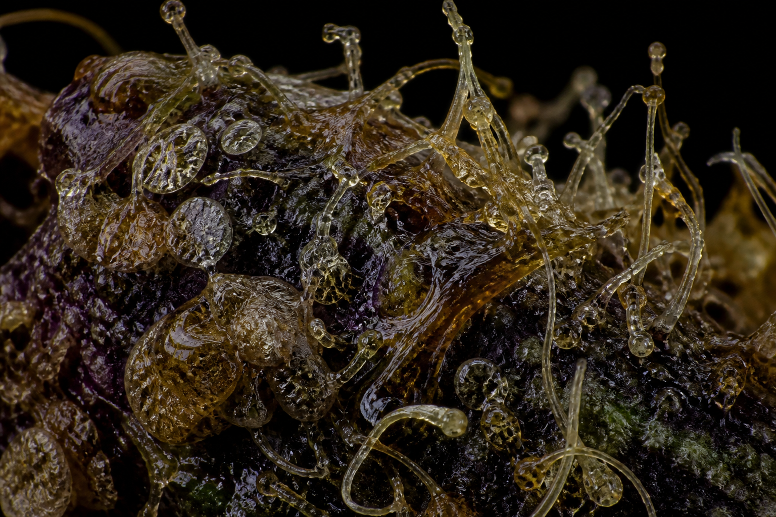 Collapsed and dehisced glandular heads, smeared resin