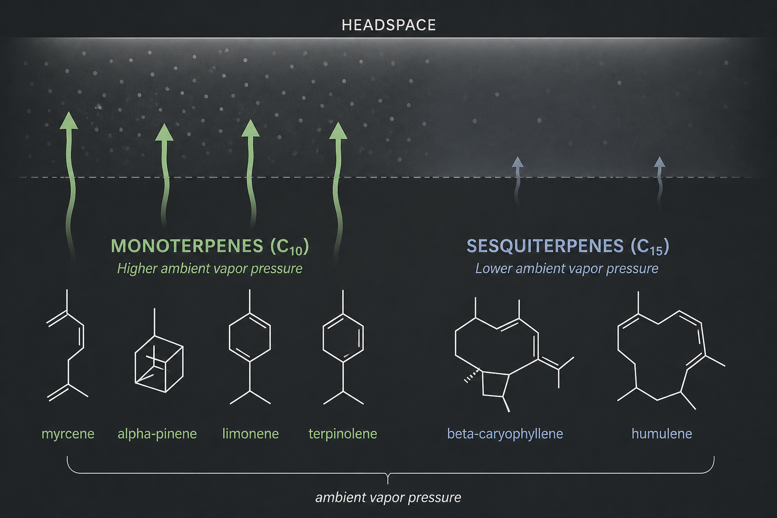 Monoterpenes leave the headspace first